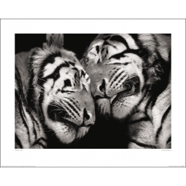 Posters Obraz, Reprodukce - Marina Cano - Sleeping Tigers, (50 x 40 cm)