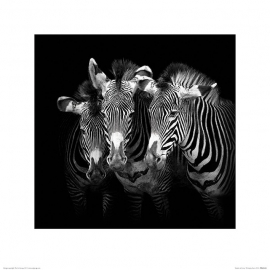 Posters Obraz, Reprodukce - Marina Cano - Shades of Grevy, (40 x 40 cm)