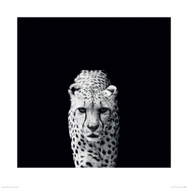 Posters Obraz, Reprodukce - Nicolas Evariste - Acinonyx Jubatus, (60 x 60 cm)