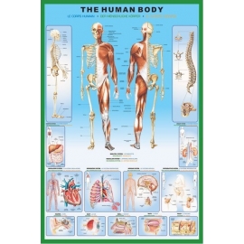 Posters Plakát, Obraz - The human body, (61 x 91,5 cm)