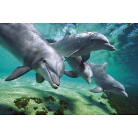 Posters Plakát, Obraz - Dolphins underwater - delfíni pod vodou, (91,5 x 61 cm)