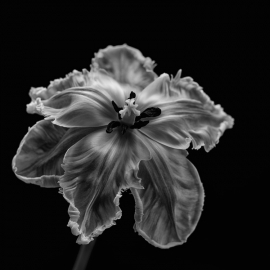 Posters Umělecké fotografie Parrot Tulip, Lotte	Grønkjær