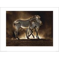 Posters Obraz, Reprodukce - Marina Cano - Zebra Grevys, (80 x 60 cm)