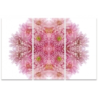 Posters Obraz na plátně Alyson Fennell - Pink Chrysanthemum Explosion, (100 x 150 cm)