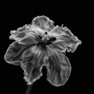 Posters Umělecké fotografie Parrot Tulip, Lotte	Grønkjær