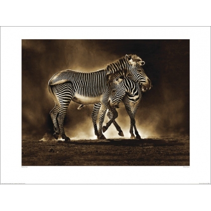 Posters Obraz, Reprodukce - Marina Cano - Zebra Grevys, (80 x 60 cm)