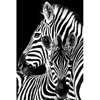 Posters Plakát, Obraz - Zebra, (61 x 91,5 cm)