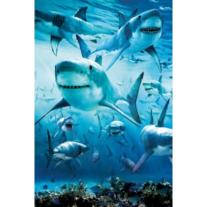 Posters Plakát, Obraz - Shark - infested, (61 x 91,5 cm)